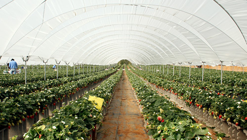 Raised bed systems are utilized to maximize water and reduce disease for our crops.