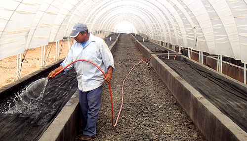 We produce our own compost tea and humus which provide natural resources for organic production.