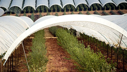 Tunnel structures protect our crops from adverse weather.