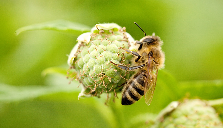 Bees help to pollinate our plants, allowing for healthy production and perfectly shaped berries.