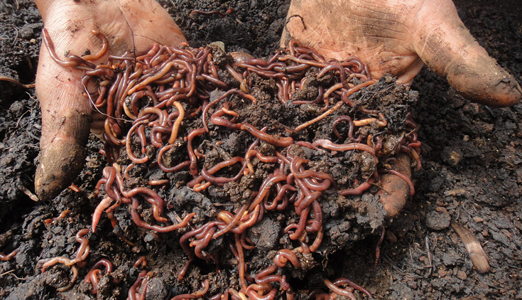 Worms assist in breaking down organic matter that is later used to produce organic and natural fertilizers.