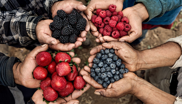 Sustainable growing systems allow us to offer organic selections of all four of our berry commodities, year-round.
